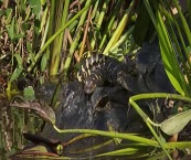 airboat tours miami